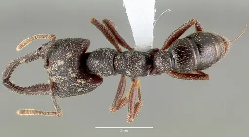 Mystrium mysticum specimen