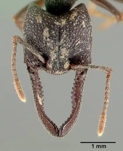 Mystrium mysticum specimen