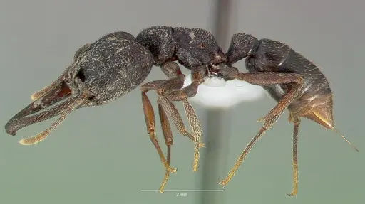 Mystrium mysticum specimen