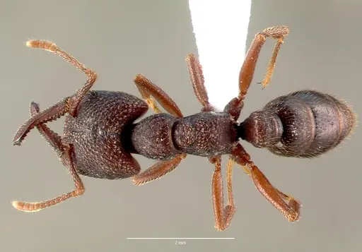 Mystrium mysticum - CASENT0000760