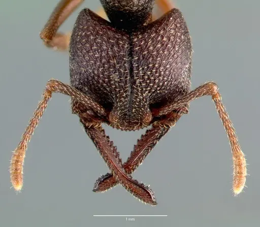 Mystrium mysticum - CASENT0000760