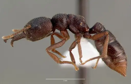 Mystrium mysticum - CASENT0000760