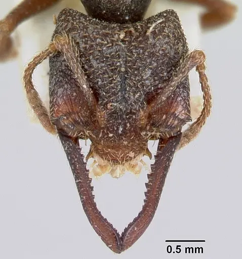 Mystrium mysticum - CASENT0003307