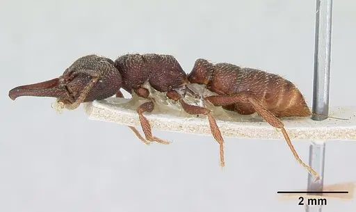 Mystrium mysticum - CASENT0003307