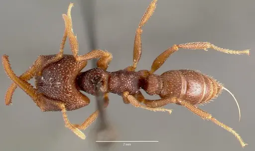 Mystrium mysticum - CASENT0003309