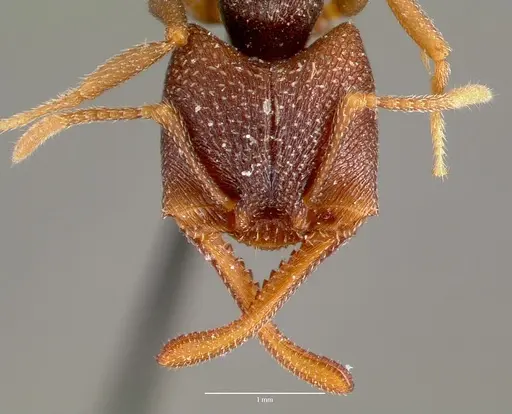 Mystrium mysticum - CASENT0003309