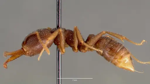 Mystrium mysticum - CASENT0003309