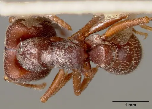 Mystrium mysticum - CASENT0003310