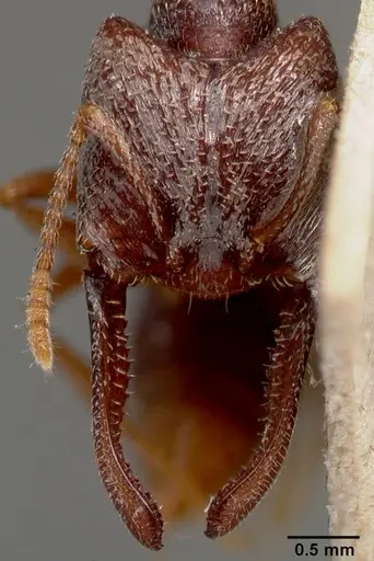 Mystrium mysticum - CASENT0003310