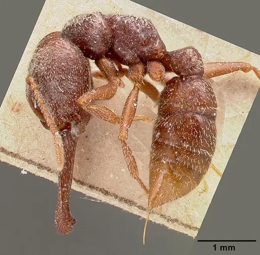 Mystrium mysticum - CASENT0003310