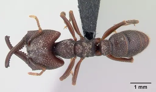 Mystrium mysticum - CASENT0003806