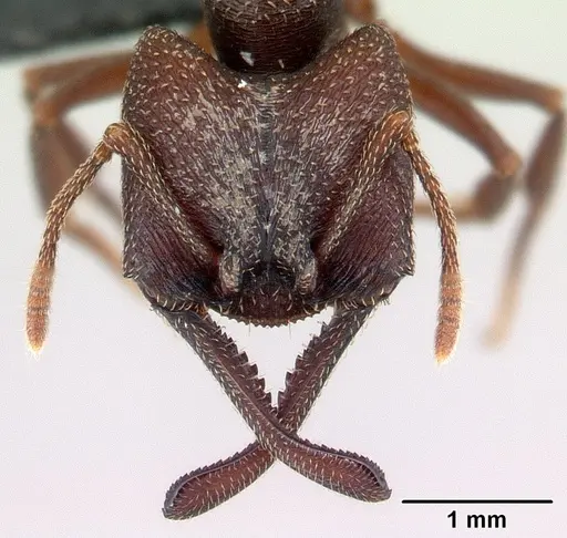 Mystrium mysticum - CASENT0003806