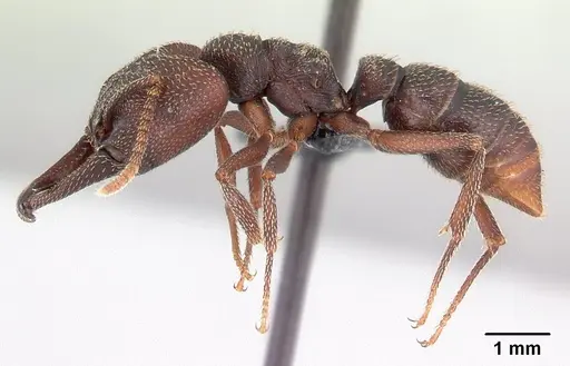 Mystrium mysticum - CASENT0003806