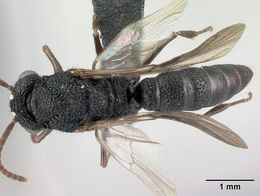 Mystrium mysticum - CASENT0081390