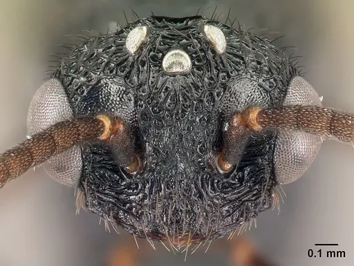 Mystrium mysticum - CASENT0081390