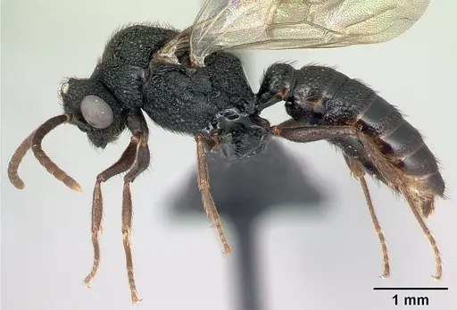 Mystrium mysticum - CASENT0081390