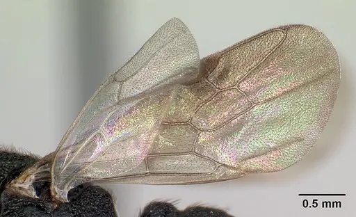 Mystrium mysticum - CASENT0081390