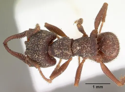 Mystrium mysticum - CASENT0102171