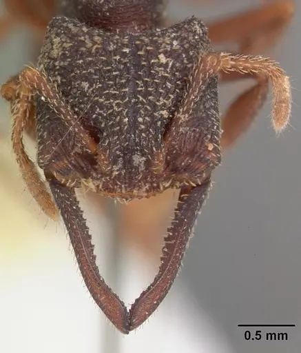 Mystrium mysticum - CASENT0102171