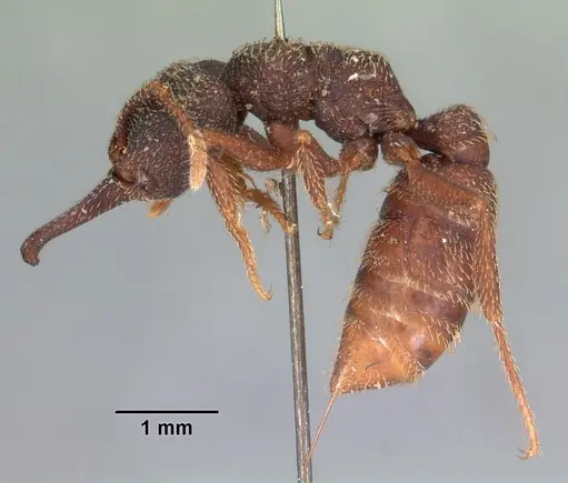 Mystrium mysticum - CASENT0102171