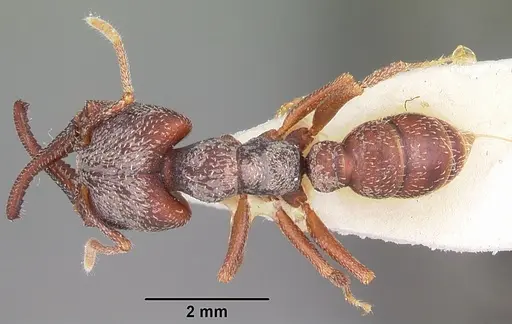 Mystrium mysticum - CASENT0104557