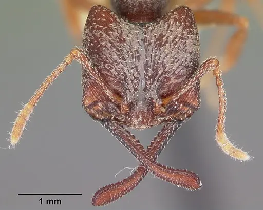 Mystrium mysticum - CASENT0104557