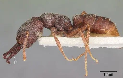 Mystrium mysticum - CASENT0104557