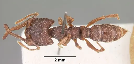 Mystrium mysticum - CASENT0104558