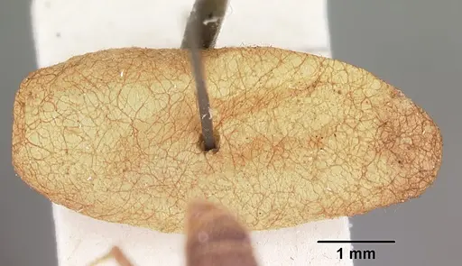 Mystrium mysticum - CASENT0104558