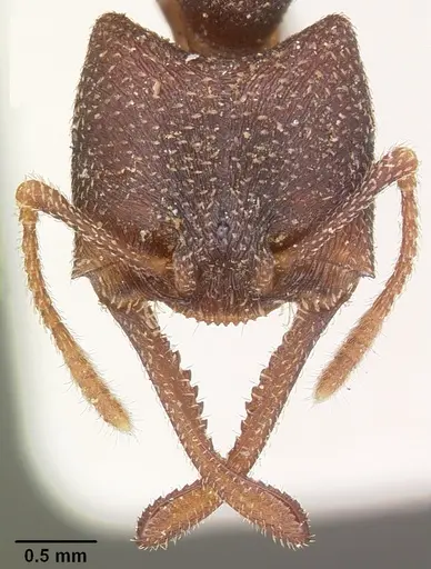 Mystrium mysticum - CASENT0104558