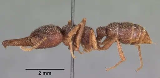 Mystrium mysticum - CASENT0104558