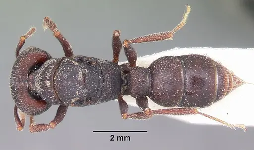 Mystrium mysticum - CASENT0104559