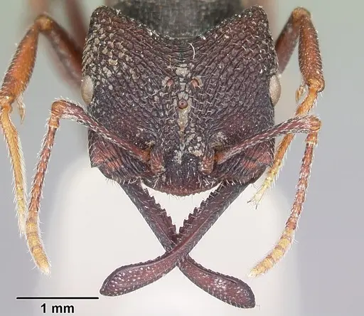 Mystrium mysticum - CASENT0104559