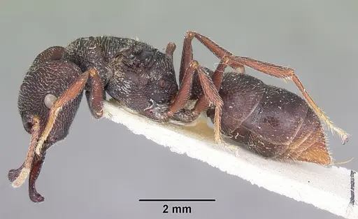 Mystrium mysticum - CASENT0104559