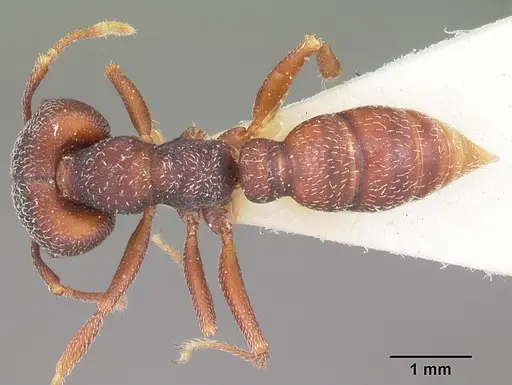 Mystrium mysticum - CASENT0104561