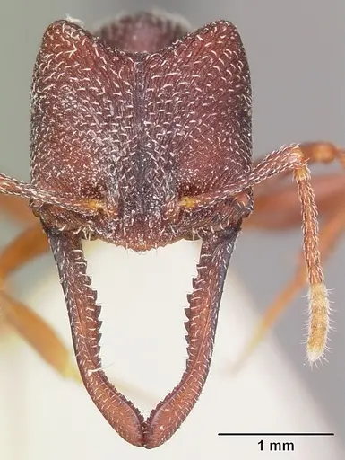 Mystrium mysticum - CASENT0104561