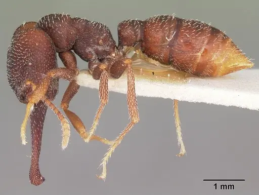 Mystrium mysticum - CASENT0104561