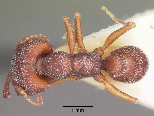 Mystrium mysticum - CASENT0104562