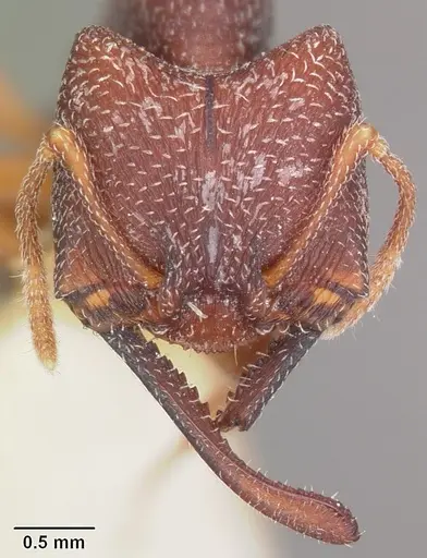 Mystrium mysticum - CASENT0104562