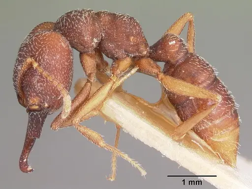 Mystrium mysticum - CASENT0104562