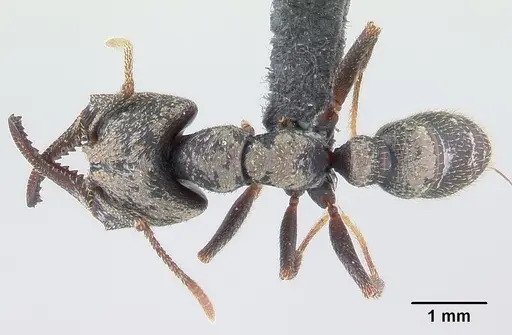 Mystrium mysticum - CASENT0135223