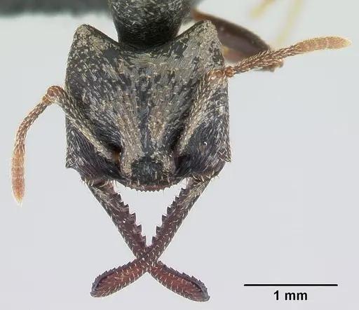 Mystrium mysticum - CASENT0135223