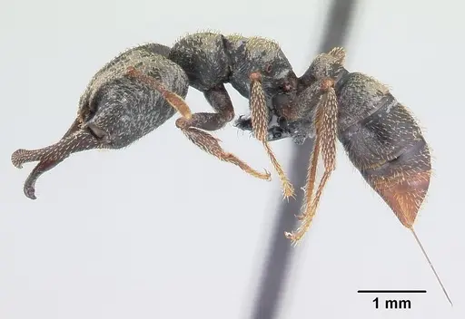 Mystrium mysticum - CASENT0135223