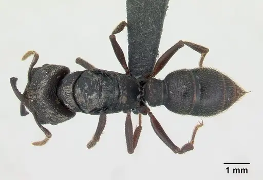 Mystrium mysticum - CASENT0136702