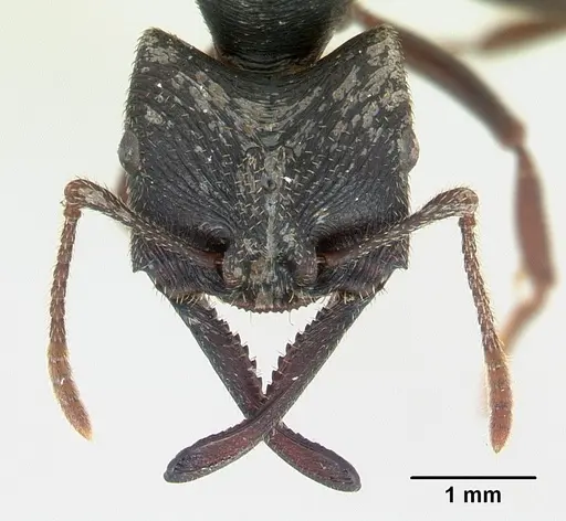 Mystrium mysticum - CASENT0136702