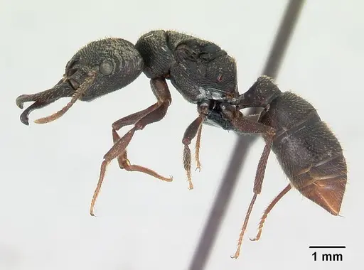 Mystrium mysticum - CASENT0136702