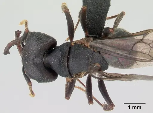 Mystrium mysticum - CASENT0146246