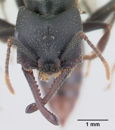 Mystrium mysticum - CASENT0146246