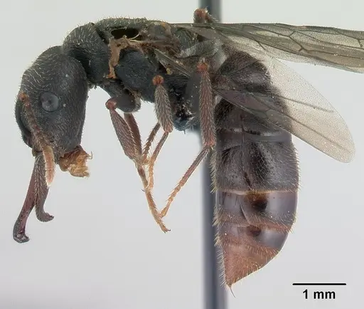 Mystrium mysticum - CASENT0146246