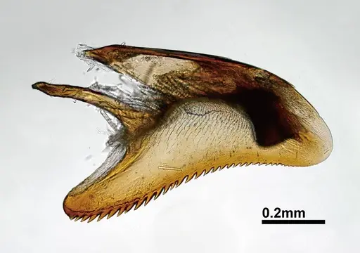Mystrium mysticum - CASENT0218102